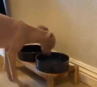 Dog drinking water