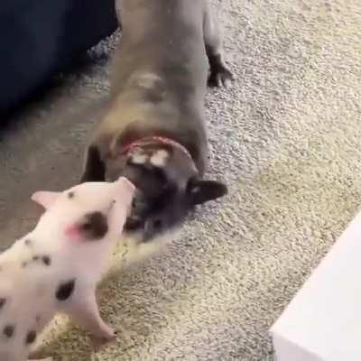 He’s just petting the piglet