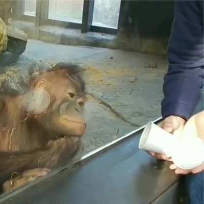 An orangutan's reaction to a trick