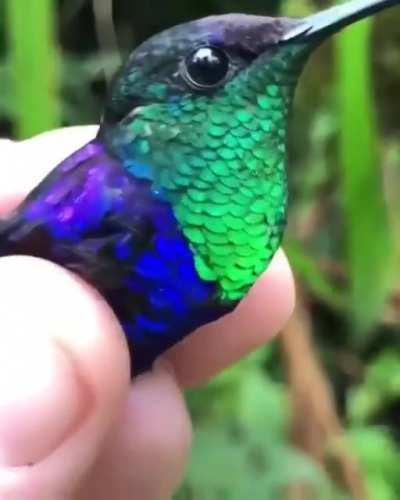 Amazing hummingbird reflective feathers