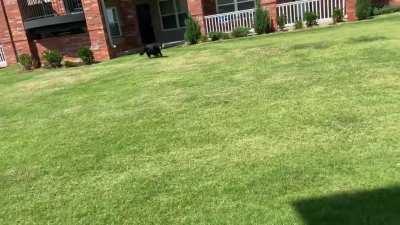 Saint Bernhardt puppy brings the Zoomies out of my old girl