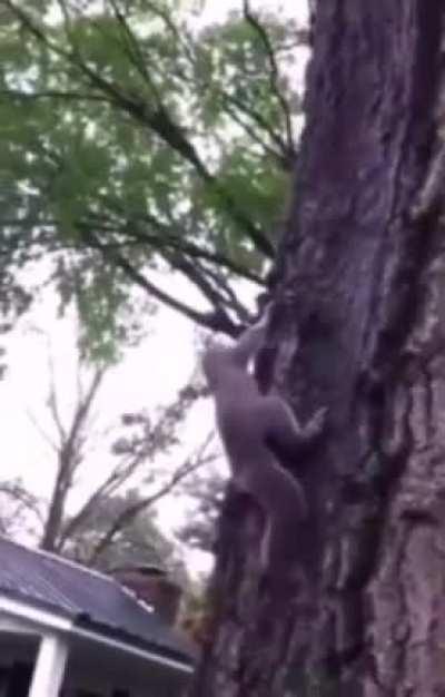 WCGW Releasing you're squirrel in the nature