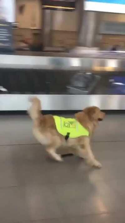 Airport doggo excited for work.