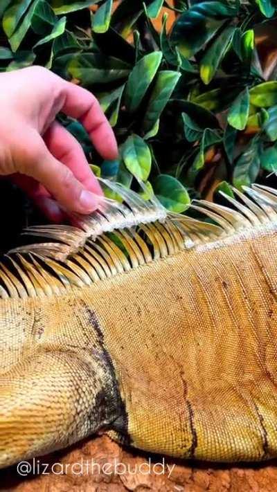 Helping this Iguana king shed its dorsal crests