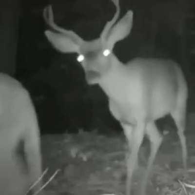 🔥 A Lion and a Deer walk together