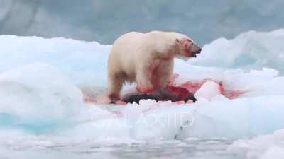 Polar bear eating a live seal!