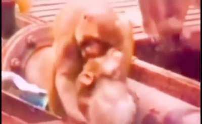 The monkey that brought the electrocuted monkey back to life by applying first aid.