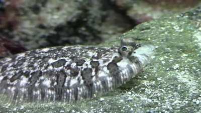 Short clip of curious Carl the topknot from a recent YouTube video of mine. From my coldwater marine tank with all Norwegian native species. (See comments for link to my channel if you want to see more).