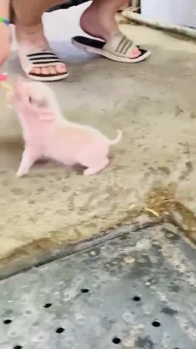 Feeding a tiny little piglet