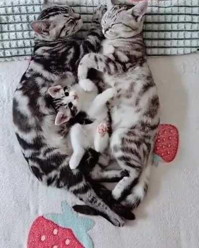 Kitten waking up mom and dad