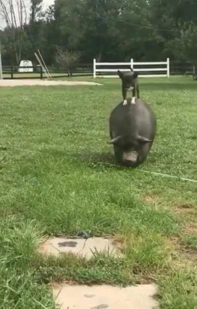 He's new on the farm and looks like he already made a friend.