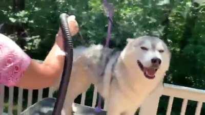 Siberian Husky Gets Ready for Summer