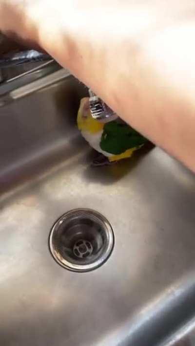 Shower Birbs