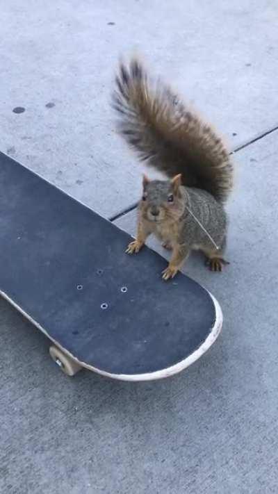 I met a new skater today and he showed me how to do nose manuals