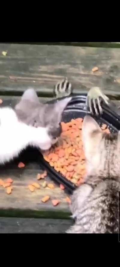 Racoons reaching for cat food under a table