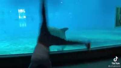 These dolphins mimicking a man doing cartwheels truly made my day.