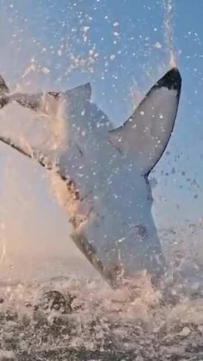 Epic footage of a great white shark jumping out of the water