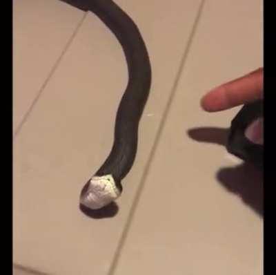 Snake plays dead after being poked