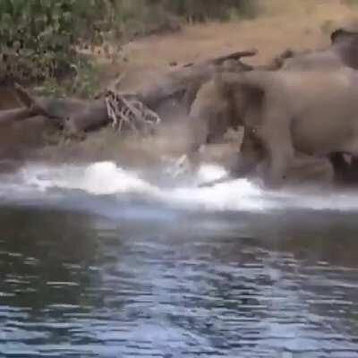 🔥 Don't mess with mother elephant