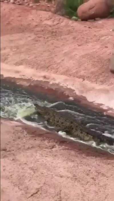 A water slide for crocodiles at a Moroccan zoo