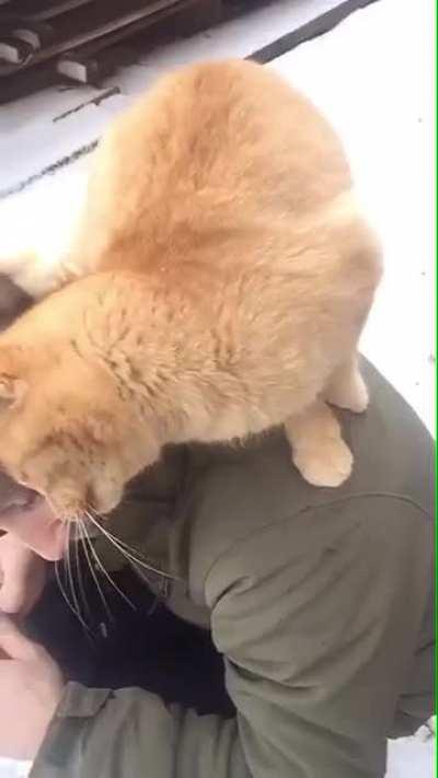 Big orange sweetie is a cuddley darling