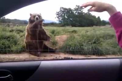 Polite bear