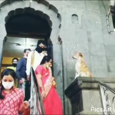 Stray dog at a temple giving blessings to the people leaving