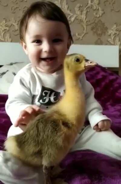 A baby fascinated by his pet duck.