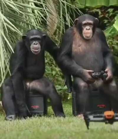 Chimp flying a drone,if you thought you've seen it all.