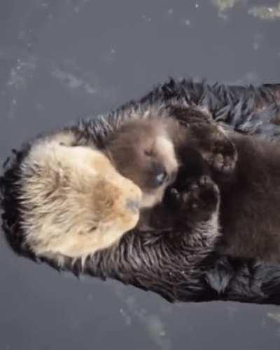 This baby Otter is loved by his mom must be incredibly awesome.