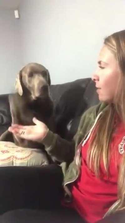 bark to distract her and get the high five