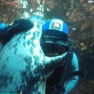 🔥 A seal interacting with a diver