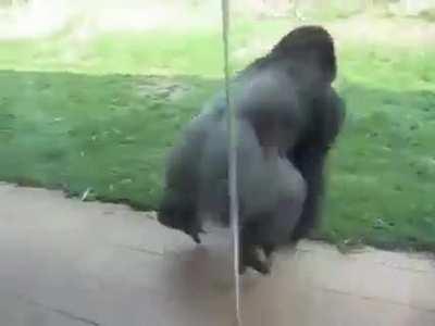 Spinning Gorilla