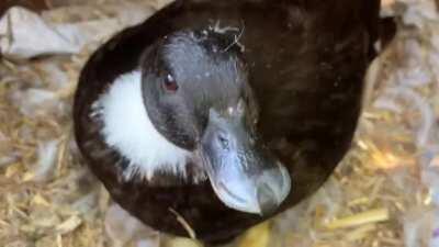 Less than 24 hours old, Poppy the duck hatched 4 new ducklings 🐣💖