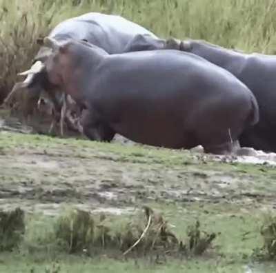 Gazelle wanders into prime hippo territory