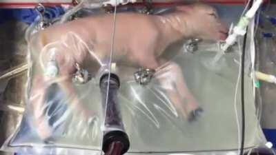 Fetal lamb developing in an artificial womb