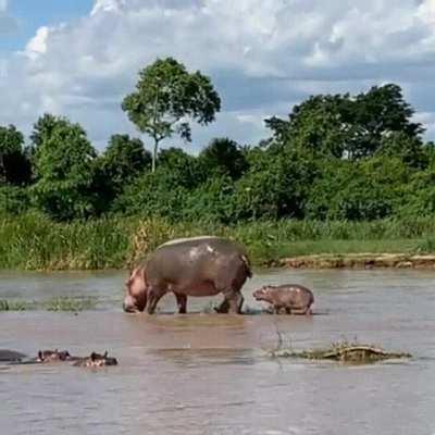 Tired little baby hippo