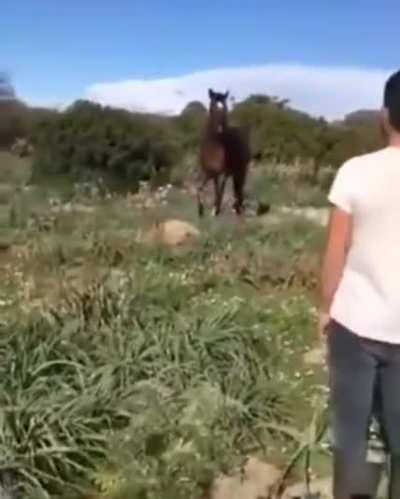 Stallion kills a Sheep and turns it into a ragdoll.