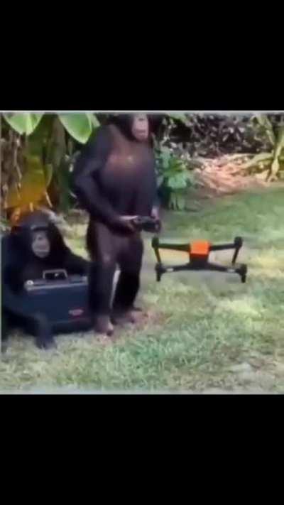 Hooman bad monke good