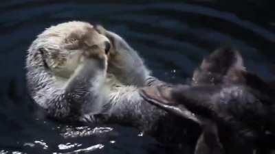 This otter having a wash