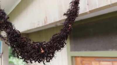 Army Ants Build Bridge To Invade Wasp Nest