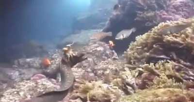 An Octopus riding an Eel to avoid being eaten.