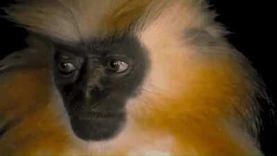 Gee’s golden langur. Researchers have said that this monkey works hard to avoid human interactions, making them extremely difficult to observe in the wild.