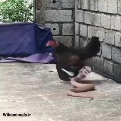 This hen fighting a snake to protect her children