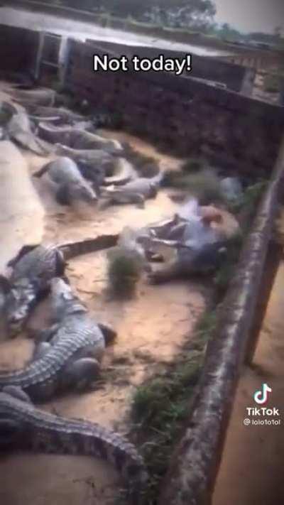 Chicken narrowly escaped death by crocodiles