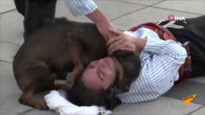 Stray dog tries to help the man who pretends to be a wounded lying on the ground during celebrations of 30 August Victory Day in Turkey.