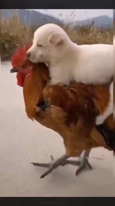 Puppy riding on a chicken