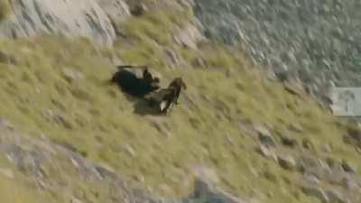 Mountain goat, on the verge of losing it's final fight against an eagle, throws itself down the mountain in a last-ditch attempt to live.