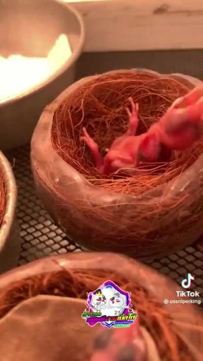 Baby birds poop as soon as they are fed