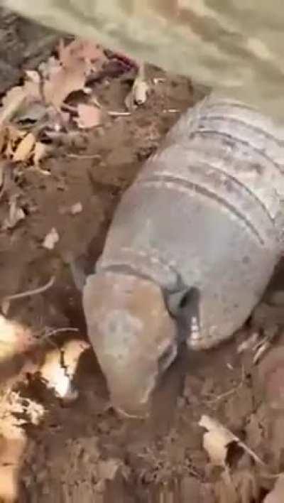 🔥 Armadillo playing dead in the garden